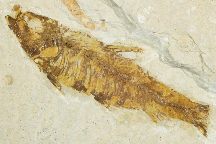Bargain, Fossil Fish (Knightia) - Wyoming #345474